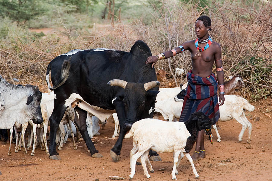 184   Durgha brings the bull outsite the enclosure